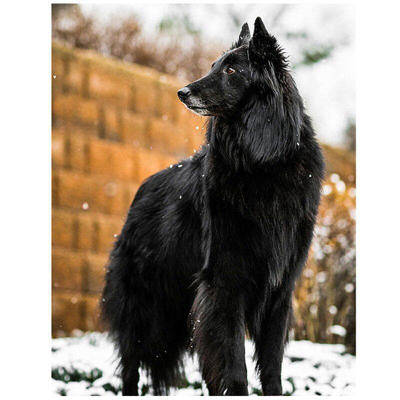 Full Diamond Embroidery 5D Diy Diamond Painting Belgium Dog Shepherd Cross Stitch 20X30CM