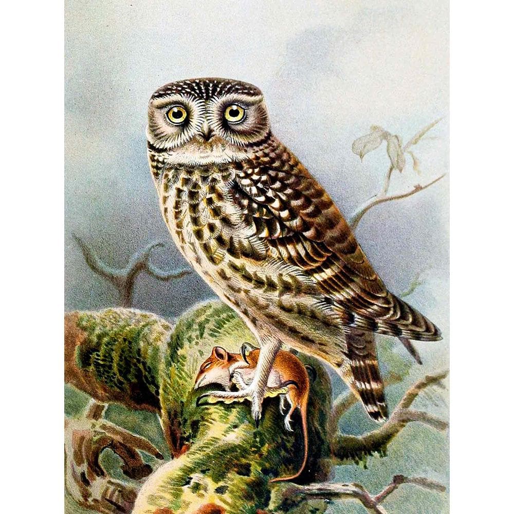 Diamond Embroidery Owl Diamond Painting Animal Pictures Rhinestones Diamond Mosaic Wallpaper Decor 20X30CM