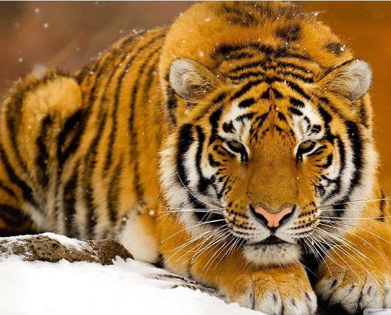 5D Diamond Painting Animal Tiger Diamond Embroidery Crafts Home Decoration Digital Painting Icon 20X30CM