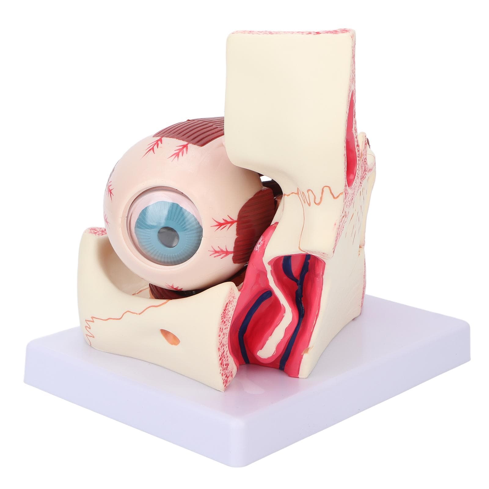 Human Eye Model Detachable 3x Magnification Clear Eye Anatomical Model for Medical Teaching