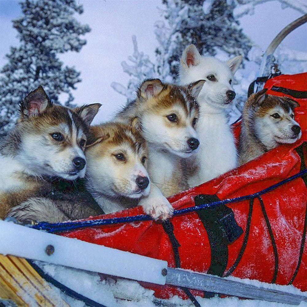 Diamond Mosaic Sled Dog Rhinestones Pictures Cross Stitch 5D DIY Diamond Painting 30x30CM