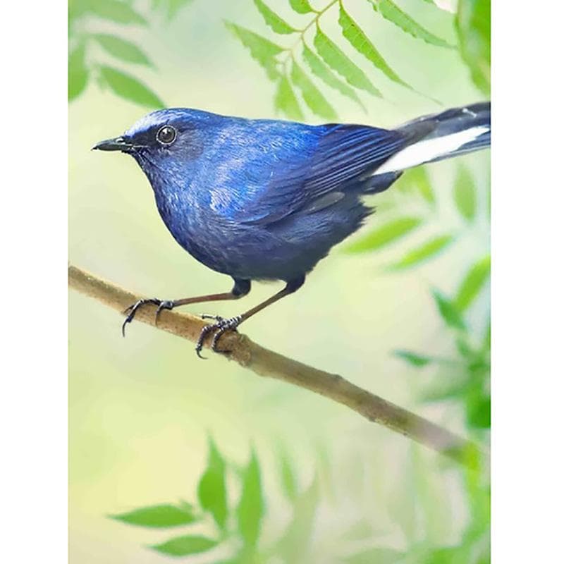 5D DIY Embroidery Diamond Home Decoration Bird Flower Painting Full Drill Cross Stitch 20X30CM