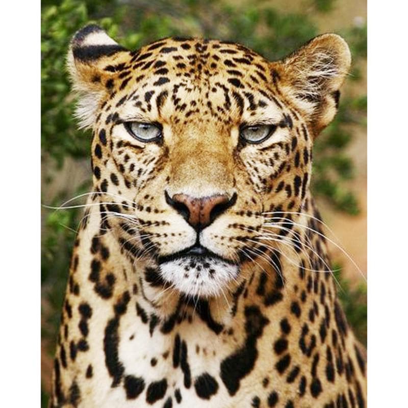 Diamond Painting 5d Animal Leopard Diamond Embroidery Full Display Diamond Mosaic Cross Stitch 20X30CM