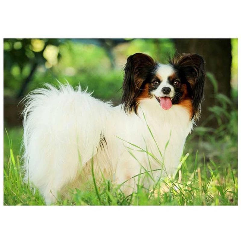 Diamond Painting Cross Stitch Papillon Dog Small Pets Full Round Drill Diamond Embroidery 50X70CM