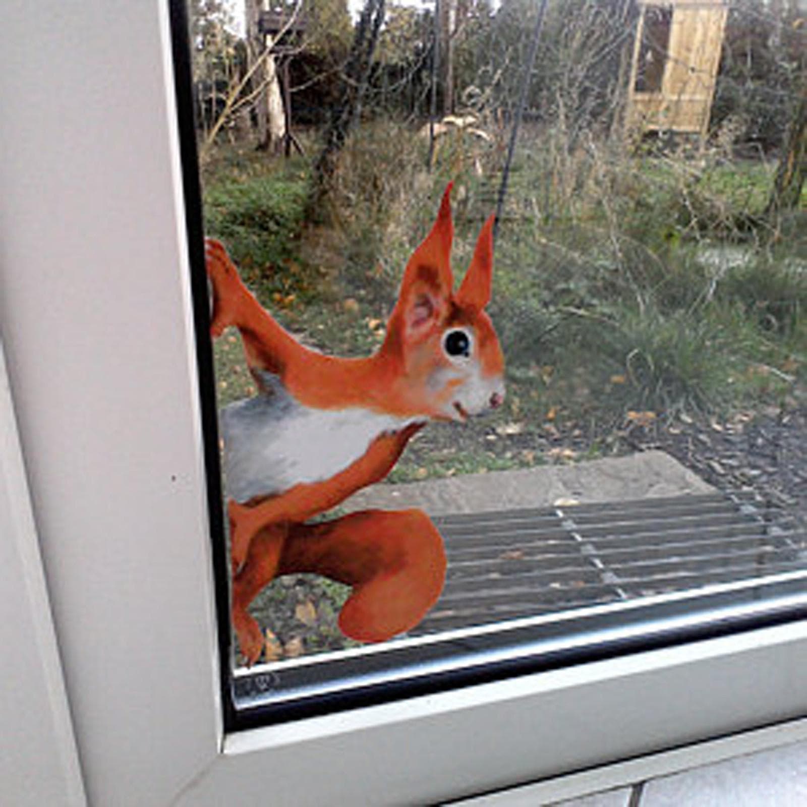 1PC Peeping Squirrel Wall Decal, Stickers For Walls And Windows 1 PC