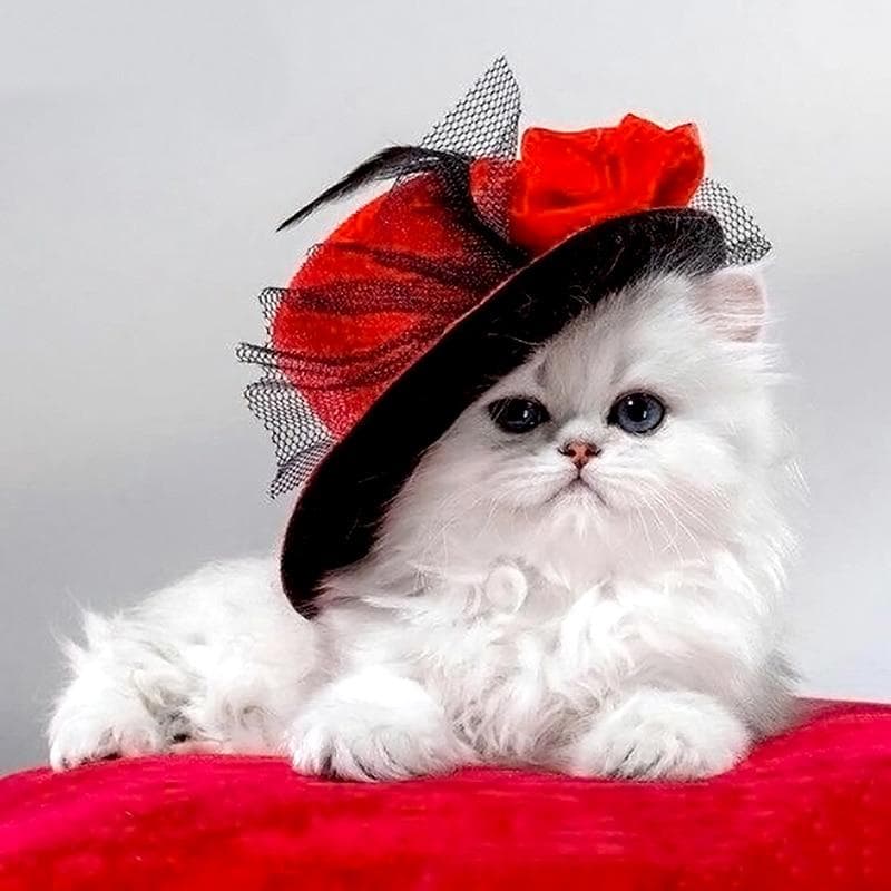 5D DIY Diamond Painting Cat In Red Hat Diamond Embroidery Cross Stitch Rhinestone Mosaic Painting 30x30CM