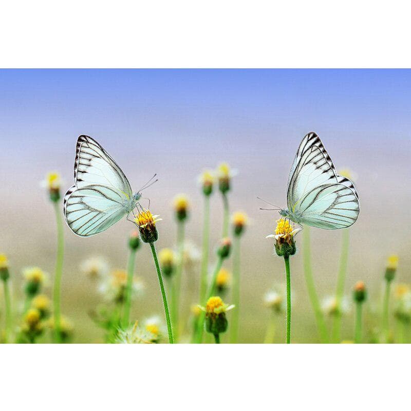DIY 5D Diamond Painting Flowers Resin Drill Diamond Embroidery Plant Cross Stitch 20X30CM