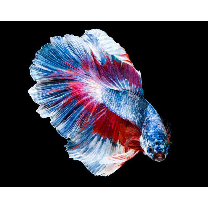 DIY Diamond Painting Colorful Rumble Fish Animal Embroidery Cross Stitch Mosaic Decorate 20X30CM