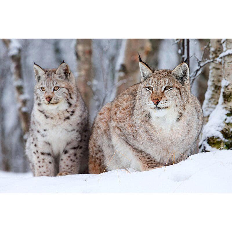 DIY 5D Diamond Painting Forest Animal Cat Rhinestone Pattern Diamond Embroidery 20X30CM