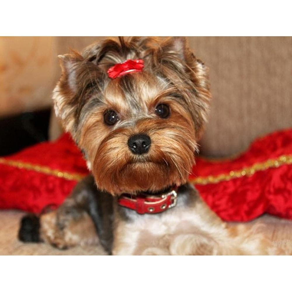 Diamond Painting Yorkshire Terrier Dog Diamond Embroidery Animals Pictures of Rhinestone 20X30CM