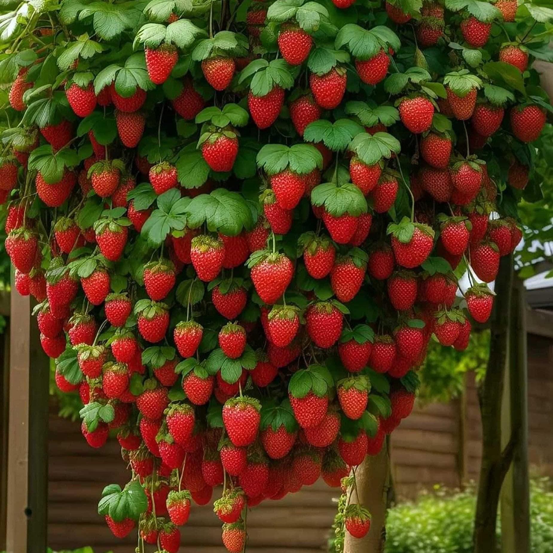 50 Seeds of CLIMBING STRAWBERRY Fresh and Organic Seeds