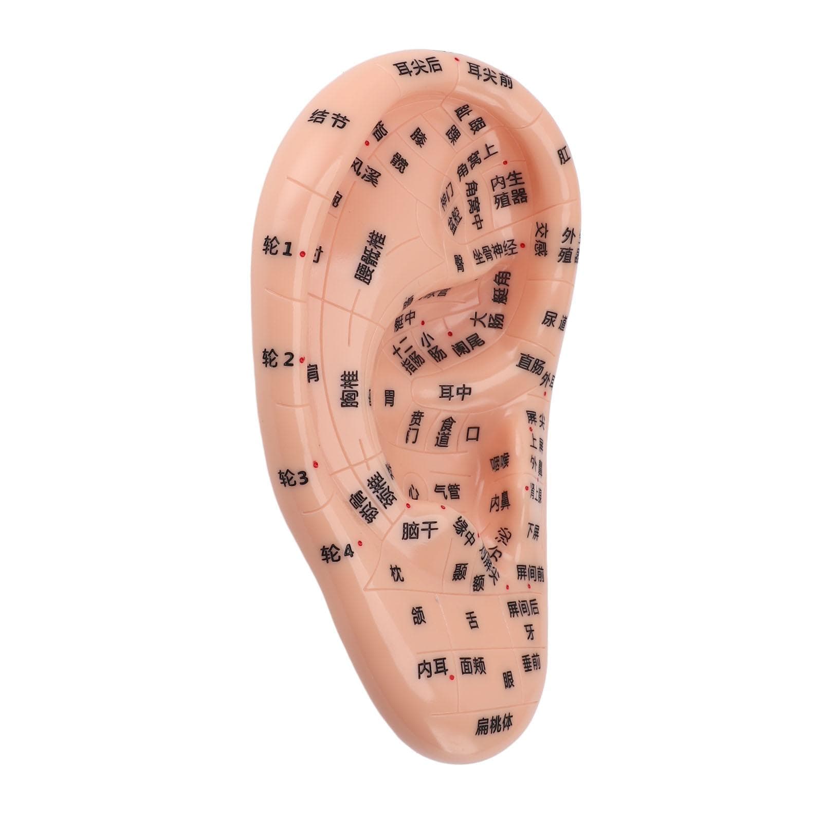 17cm Acupuncture Points Ear Massage Model Ear Zone Massage Model for Teaching Reflexology with