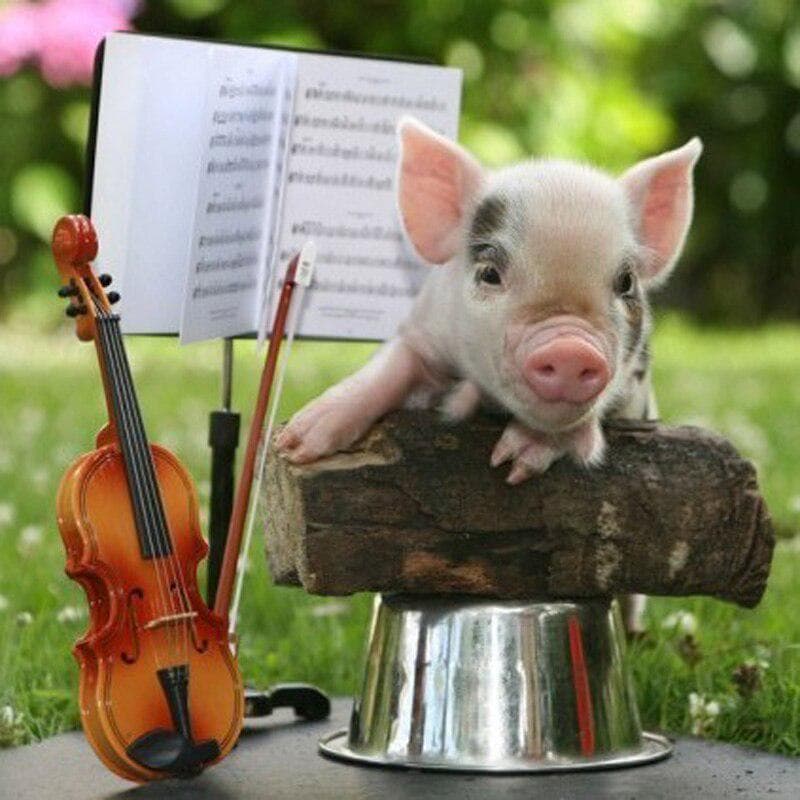 Cute Pet Pig Diamond Embroidery Diamond Painting Mosaic Picture of Rhinestones Cross-stitch 20X30CM