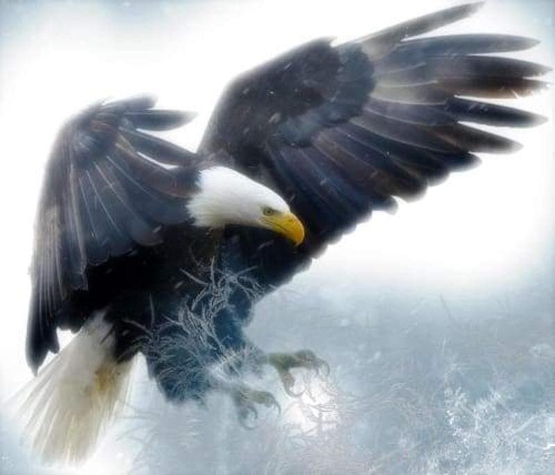 Diamond Embroidery Needlework 5D Full Diamond Painting Cross Stitch Arctic Eagle Patterns Embroidery 20X30CM