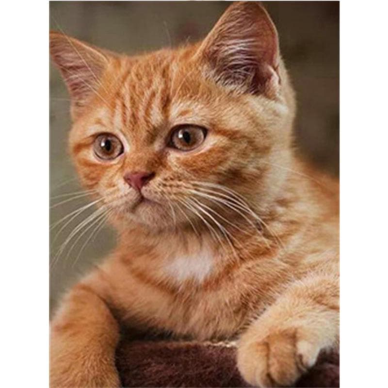 DIY 5D Diamond Painting Maine Coon Cat Cross Stitch Mosaic Diamond Embroidery Needlework 50X70CM