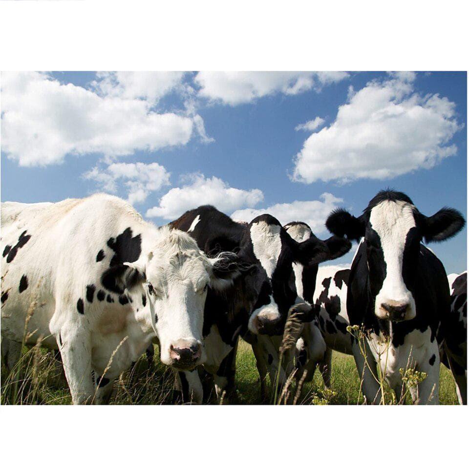 5D Diamond Milking Cow Animals Paintings Cross Stitch Home Decor Full Drill Pictures 20X30CM
