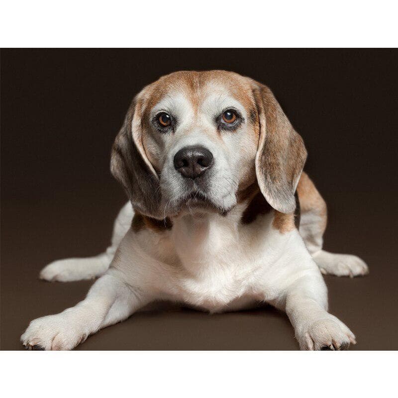 5D Diy Diamond Painting Cross Stitch Cute Dog Full Round Diamond Embroidery 20X30CM