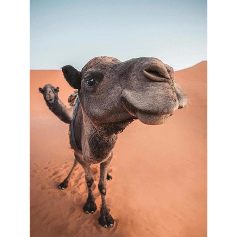 5D Diamond Painting Camel Diamond Embroidery Animal Diamond Mosaic Art 40X50CM