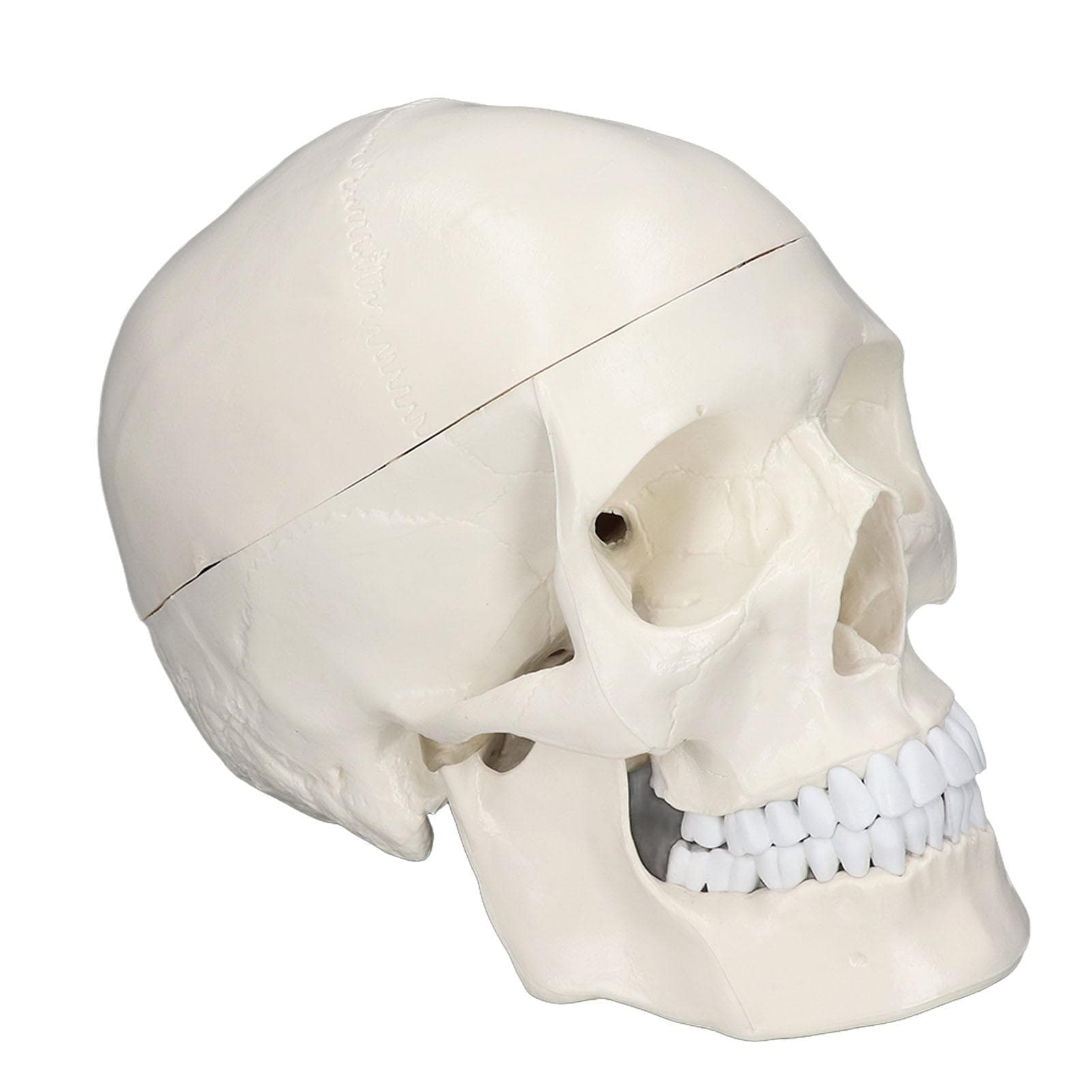 Simulation 1:1 Human Head Skull Model Removable PVC Skull Model for Anatomy Learning Course