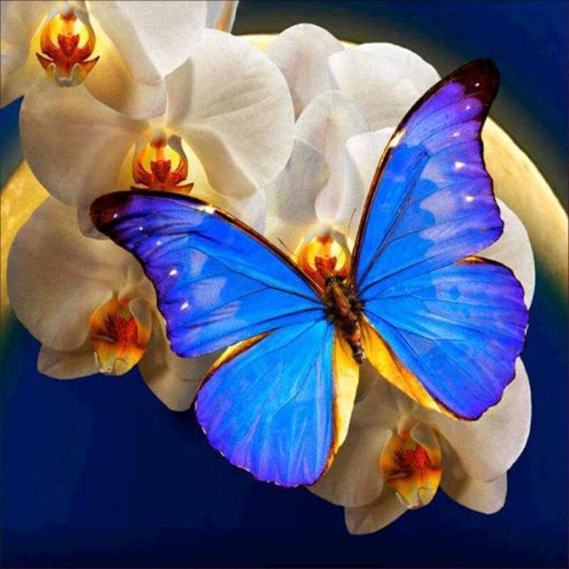 Diamond Painting Full Round Drill Animals Butterfly Cross stitch Diamond Embroidery 30x30CM