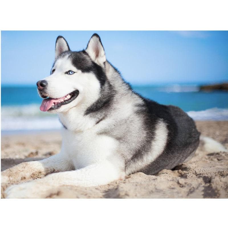 DIY 5D Diamond Painting Husky Dog Full Round Diamond Mosaic Home Decoration Embroidery 50X70CM