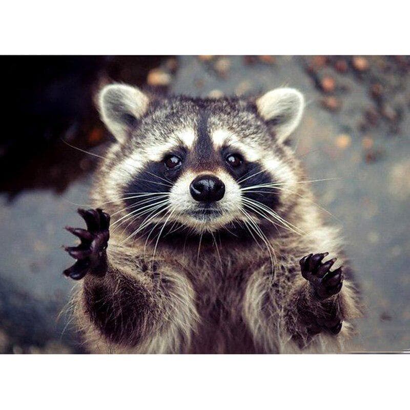 Full Round Drill 5D DIY Diamond Painting  Animal Raccoon  Embroidery Cross Stitch Home Decor 20X30CM