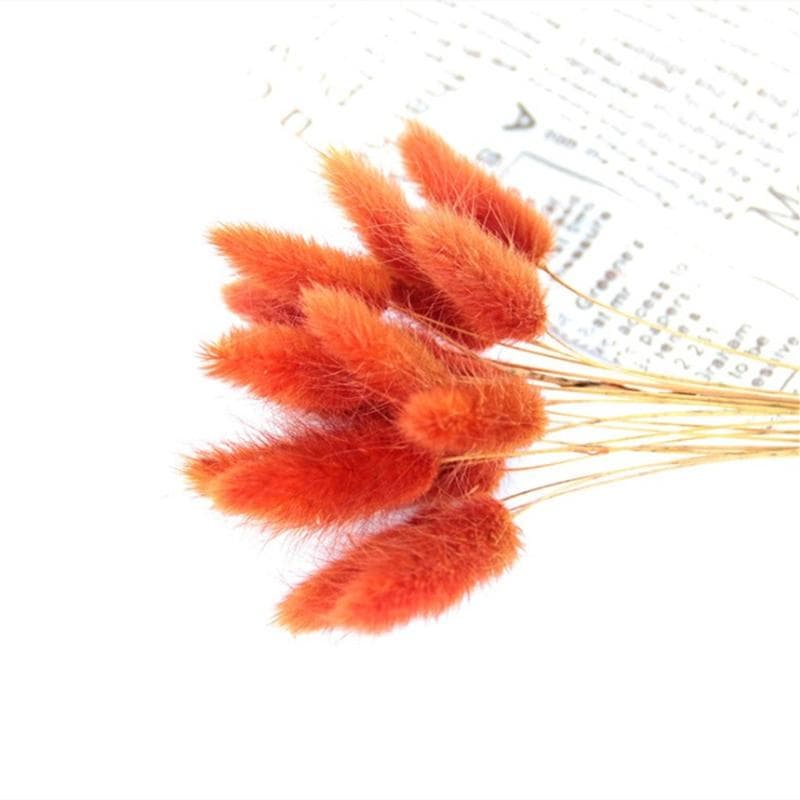 20PC Dried Flower Bunny Tail Grass Bunch Real Bouquet For Photography Props Flores Diy Home Wedding Decor