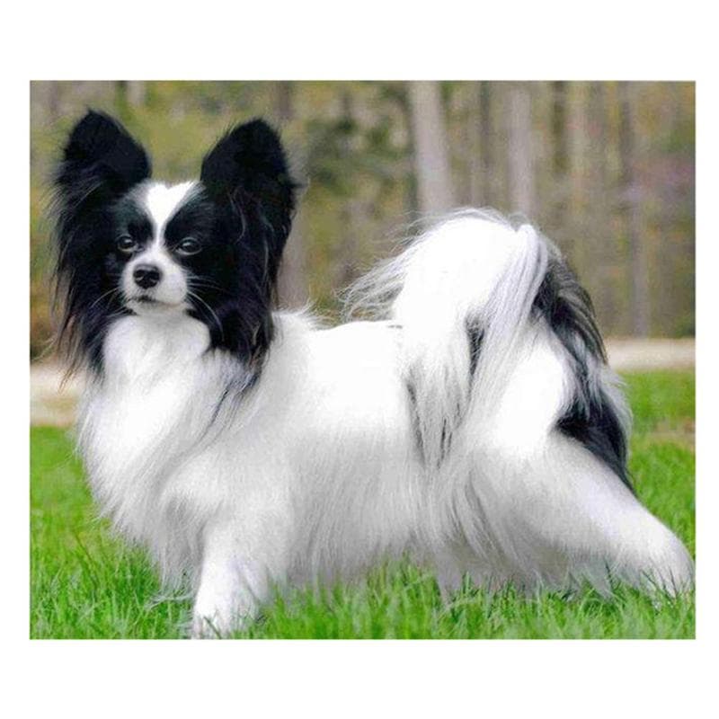 5d Diy Diamond Embroidery Papillon Small Pets Diamond Painting Cross Stitch 20X30CM