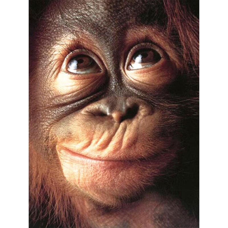 Diamond Embroidery Painting Animal Monkey 5d Diamond Mosaic Animal DIY Diamond Painting Kit 50X70CM