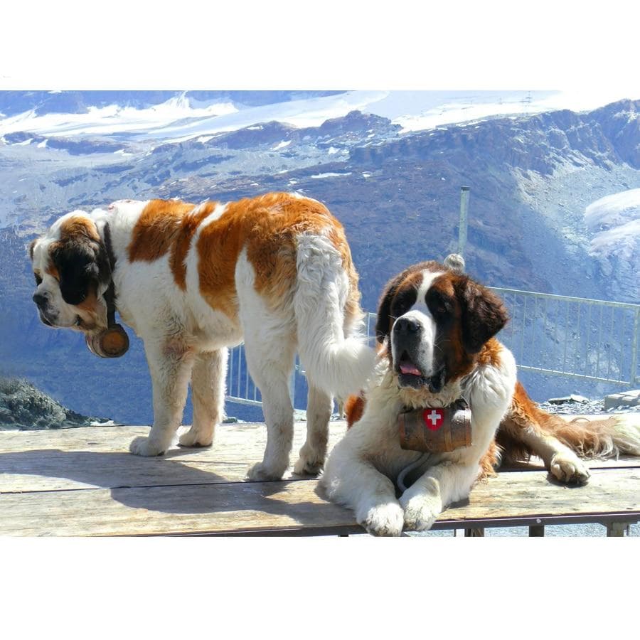Full Round Diamond Mosaic Saint Bernard Dog Diamond Embroidery Diamand Painting Cross Stitch 20X30CM
