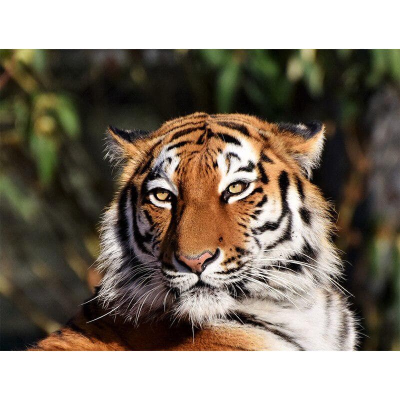 Embroidery Cross Stitch Tiger Picture Home Decor Gift Diamond Painting Free Cross Stitch Kits 20X30CM