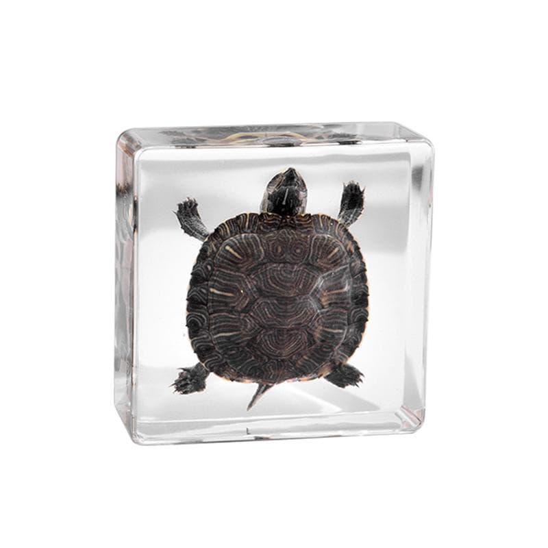 Real Octopus Tortoise Animal Specimen In Resin For Science Classroom Science Education, Great Gift For Fans Of Taxidermy