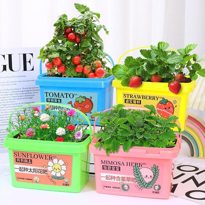 Children grow small potted fruit strawberry baby mini plant sprout farm growth observation box scientific practice