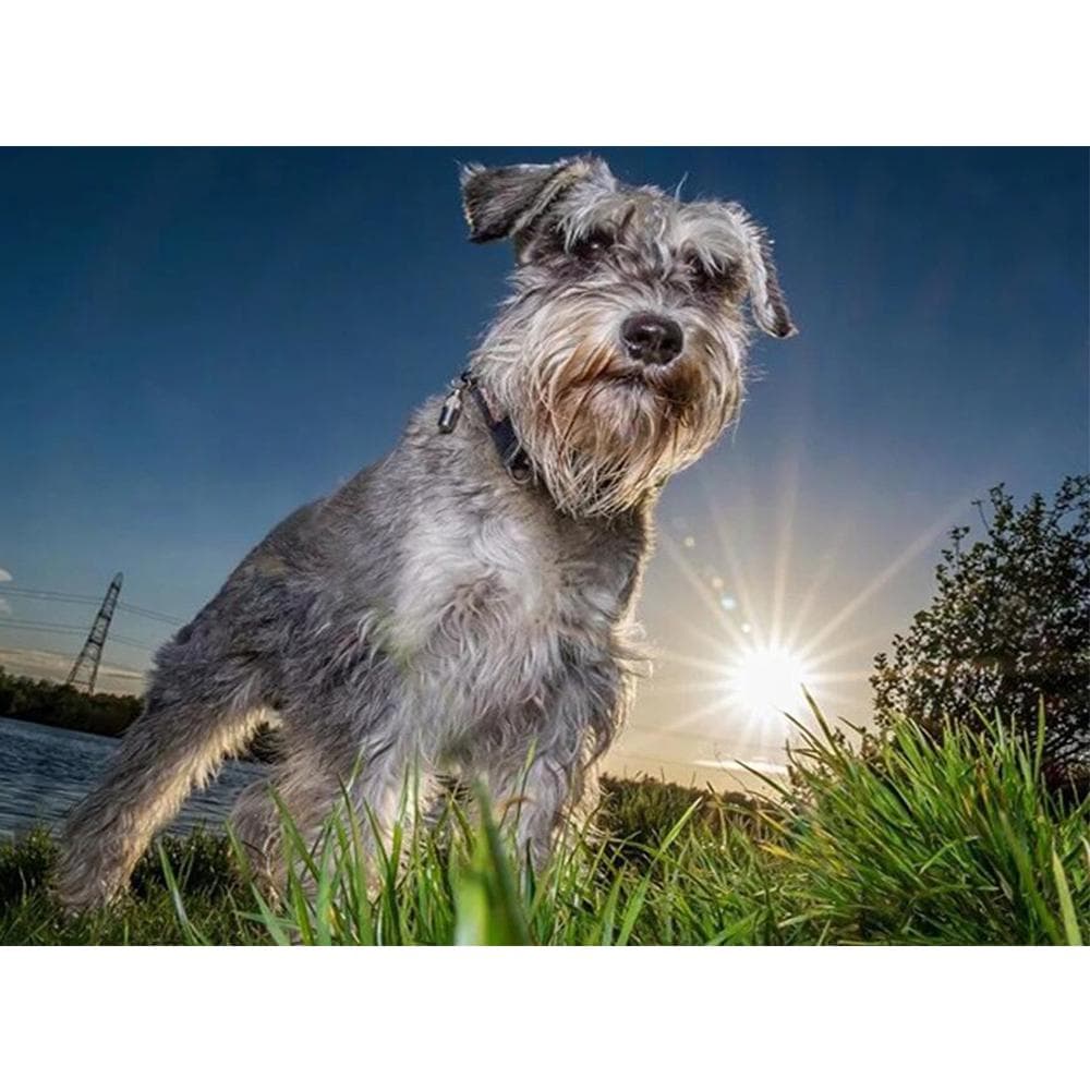 Full Round Diamond Painting Schnauzer Dog 5D DIY Diamond Embroidery 20X30CM