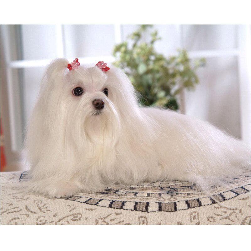 DIY 5d Diamond Painting Completely Maltese Dog Diamond Embroidery Accessories Cross Stitch 20X30CM