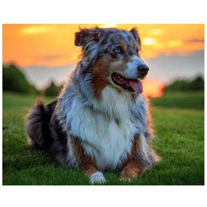 5d Diy Diamond Embroidery Cute Dog Pet Sunest Diamond Painting Cross Stitch 20X30CM