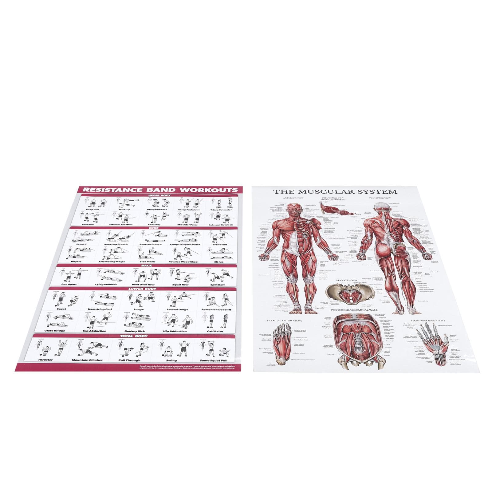 Resistance Band Workout Muscle System Anatomy Poster Set Effective Full Body Exercise Clear Images