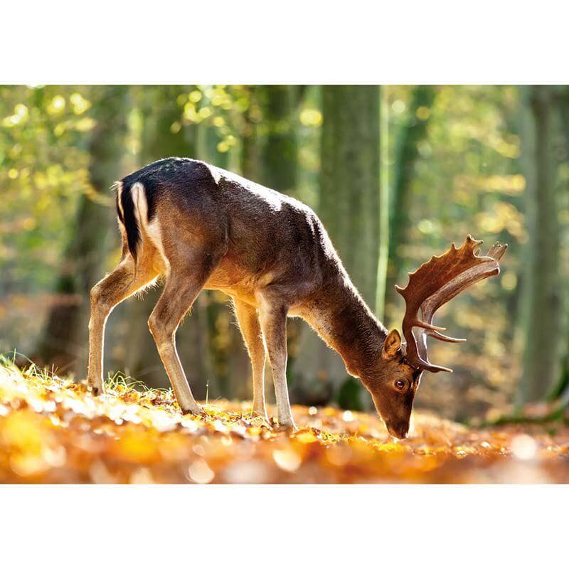 Diamond Embroidery Forest Deer Diamond Mosaic Full Round Painting Stitch Crystal Diamond Painting 20X30CM