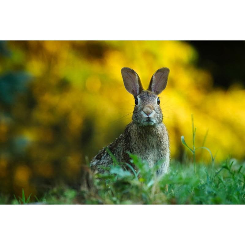 Full Drill Diamond Painting Rabbit DIY Diamond Embroidery Animals Cross Stitch 20X30CM