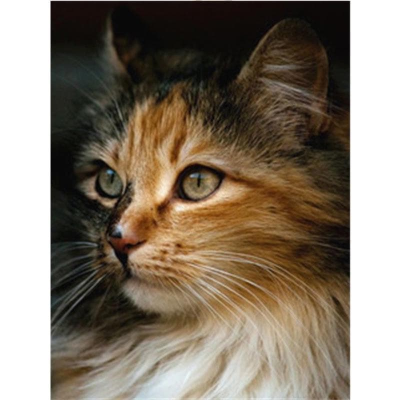 Full Round DIY Diamond Embroidery Cat 5D Diamond Painting Rhinestone Mosaic Decor 20X30CM