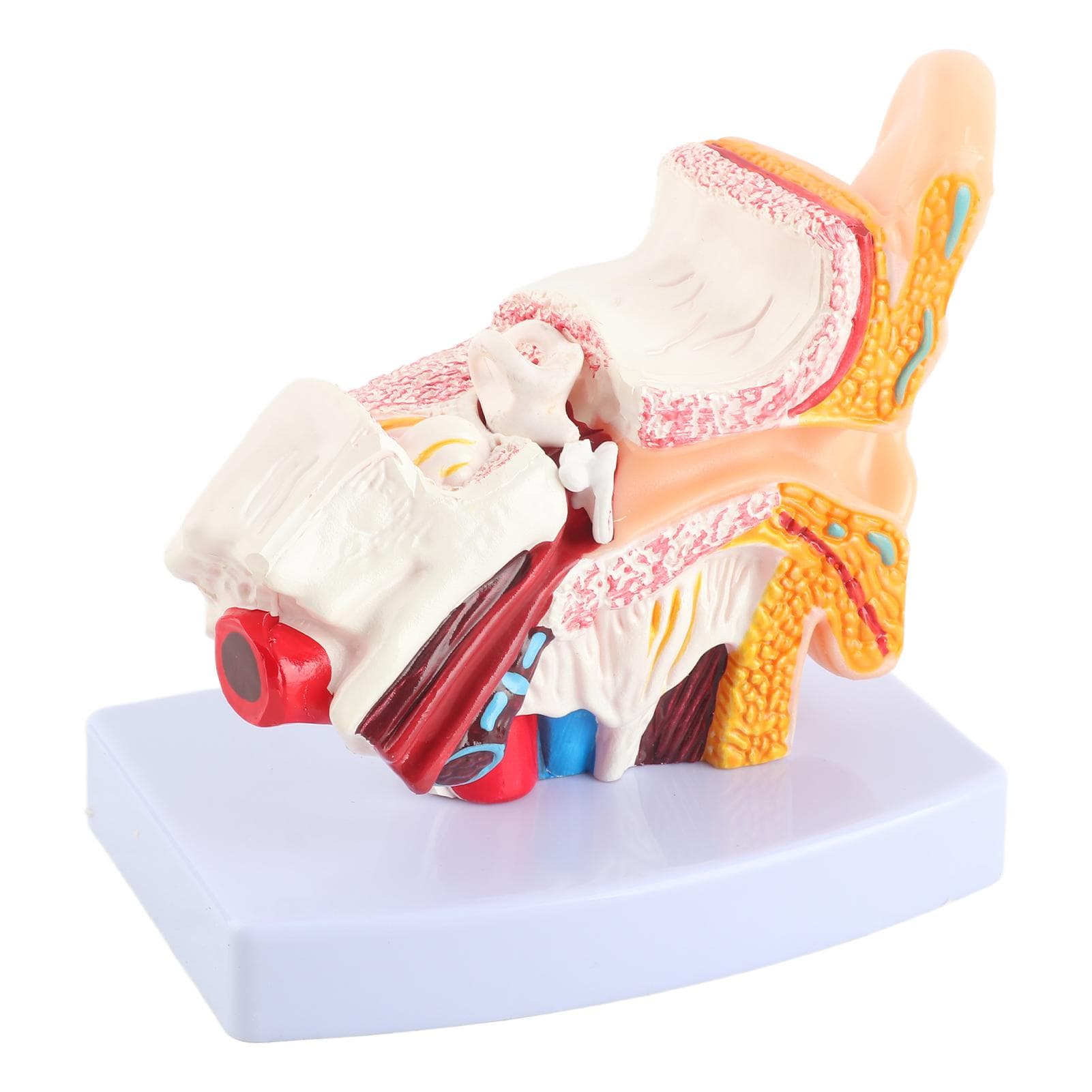 Ear Model Anatomy 1.5:1 Magnified Scientific Professional Simulation Small Human Anatomy Model