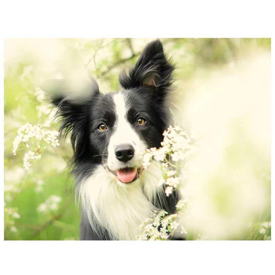 Border Collie Diamond Painting Cross Stitch Wall Painting Diamond Embroidery Dog Animal 20X30CM