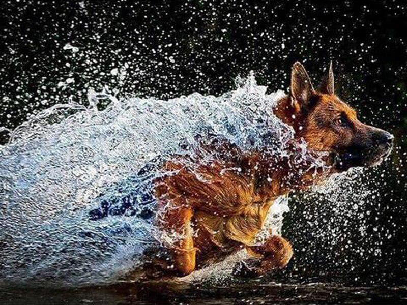Diamond Embroidery Craft Painting Diamond Painting Water Running Dog Rhinestones Embroidery Diamond 20X30CM