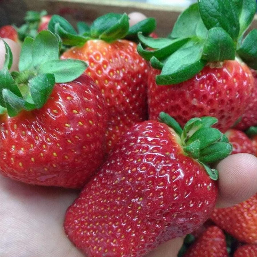 50 MAXIM GIANT STRAWBERRY Seeds Fresh and Organic Seeds