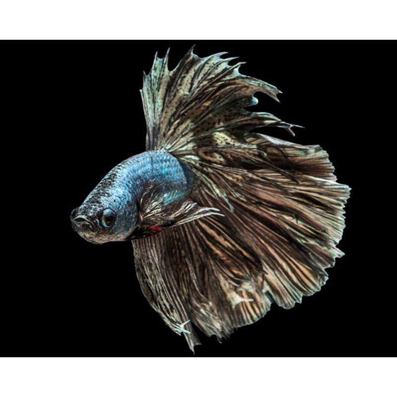 Diamond Painting Love Fish 5d Diamonds Embroidery Cartoon Diamond Mosaic Cross Stitch 20X30CM