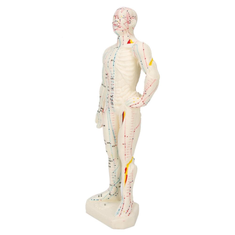 26cm Professional Unisex PVC Acupuncture Point Human Body Model Teaching Tool