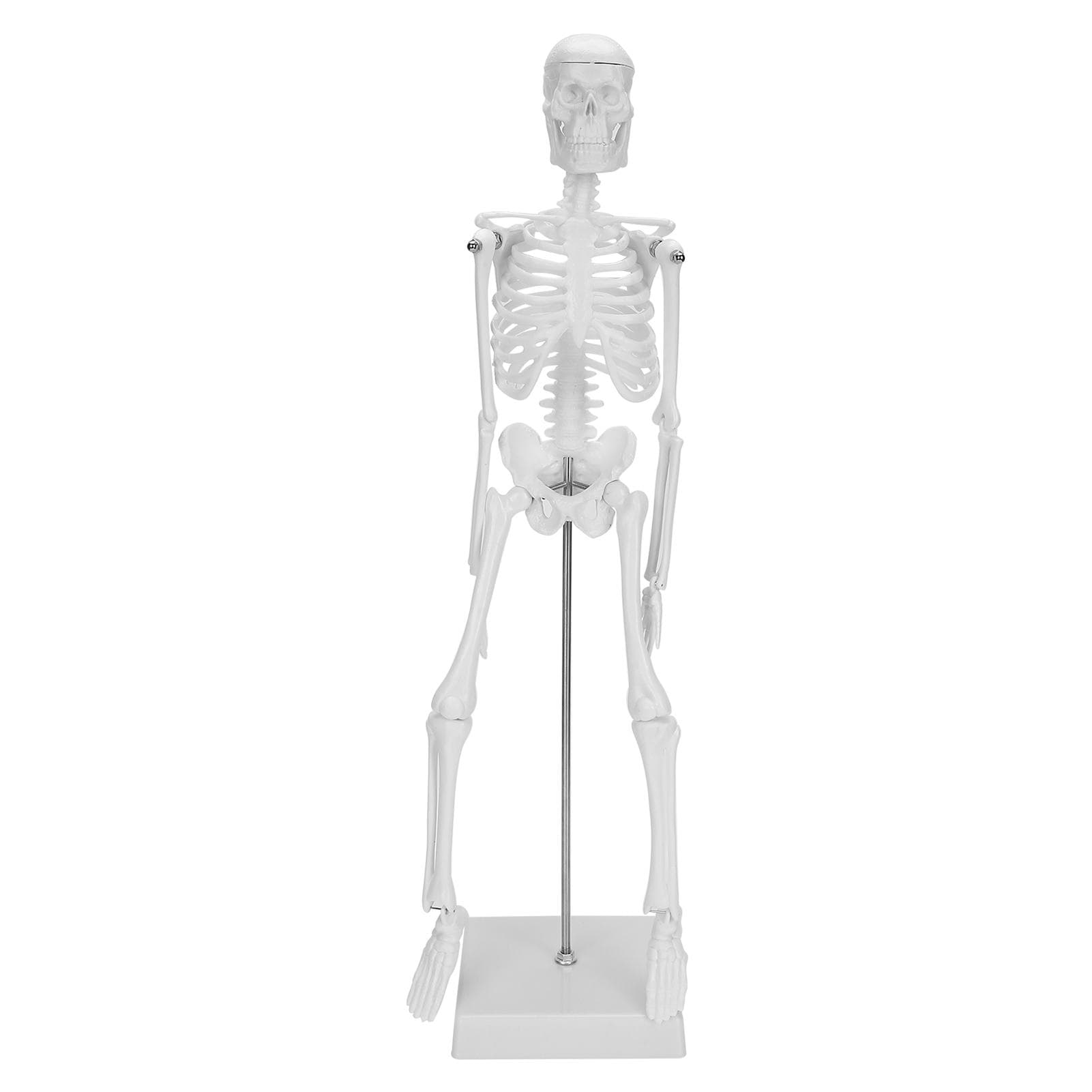 45cm Human Skeleton Model Movable Limbs Anatomical Teaching Learning Model Science Supplies