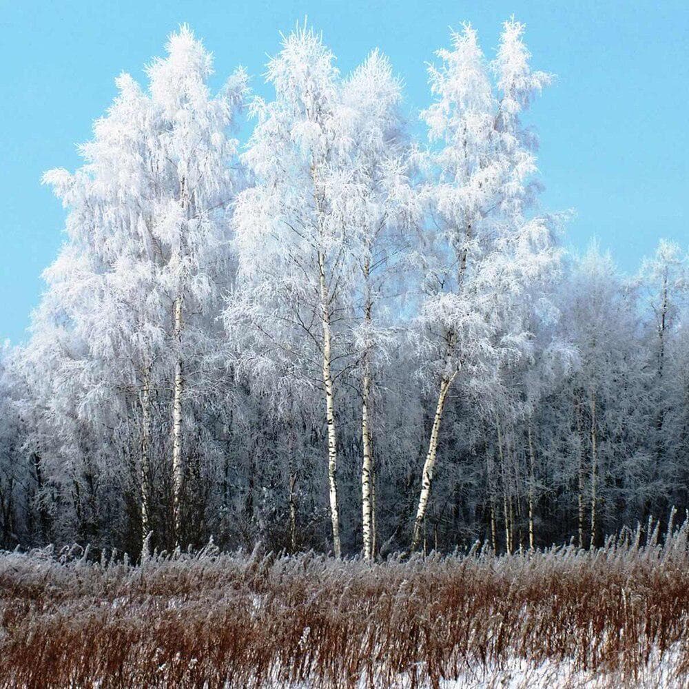 Diamond Embroidery Full Display Scenery Birch Tree Winter Snow Diamond Painting Landscape Rhinestone 30x30CM