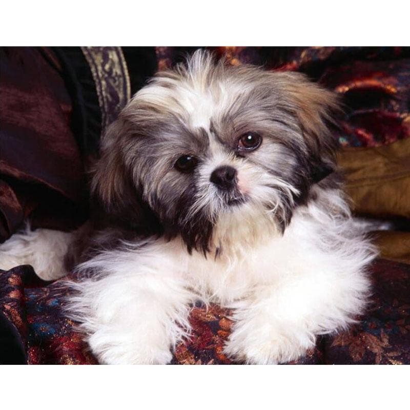 DIY 5D Full Round Drill Diamond Embroidery Animal Diamond Painting Cross Stitch Round Rhinestone 20X30CM