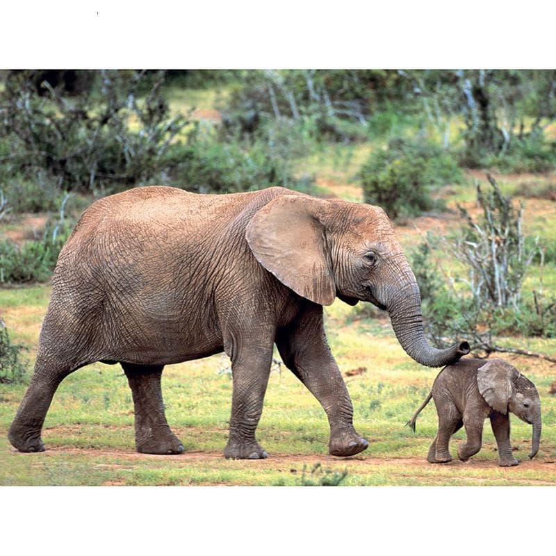 5D DIY Diamond Painting Elephant Family Embroidery Mosaic Cross Stitch Rhinestone Decoration 20X30CM